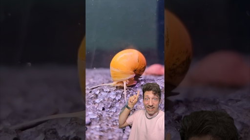 The Freshwater Snail is a MONSTER