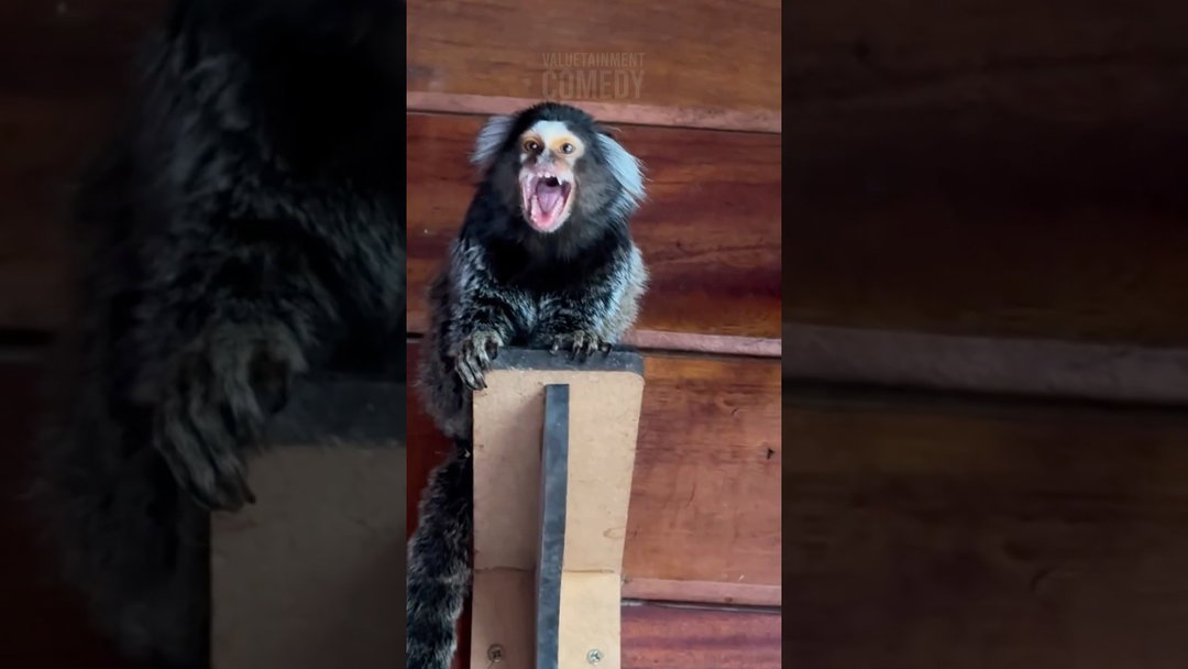 Monkey Thinks He’s the Next American Idol 🐒