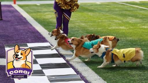 Corgi Race Halftime Has Must-See Finish | Minnesota Vikings