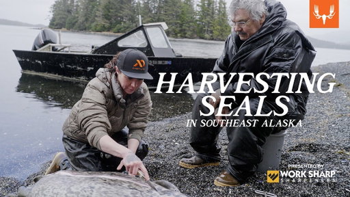Seal Harvest in Southeast Alaska | Our Way of Life