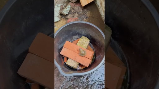 Saving the frogs from the drought- Part 1 🐸🫧🪷 #frogs #wildlife #gardenpond #pond #frogcore