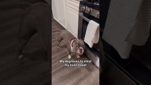Let him have his emotional support towel