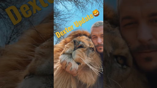 Update on Dexter🦁