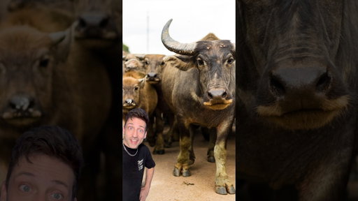 They don’t call them water buffalo for nothing 👀