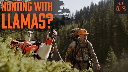 Hunting with Pack Llamas | MeatEater Clips with Ol' Cal
