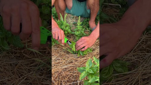 Trim your 🌿 Basil Bush!