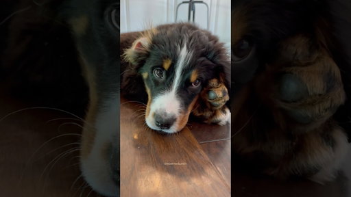 A Very Sleepy Bernese Mountain Dog Puppy 🥹