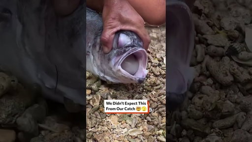 There Was A Whole OCTOPUS Hidden Inside This Fish! 🐟🐙😱