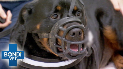 Aggressive 110lbs Rottweiler Won’t Let Any Vet Treat Him | Bondi Vet