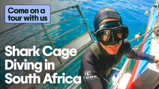 Spend the day with us: Shark Cage Diving in South Africa