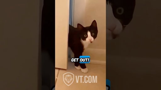 Animals Say the Darndest Things 😂🐾