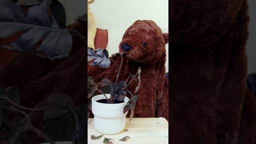 Episode 22: This bear cares