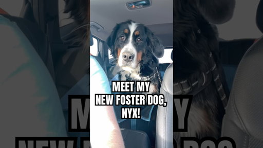 Meet My New Foster Dog, Nyx❤️ #bernesemountaindog #rescuedog