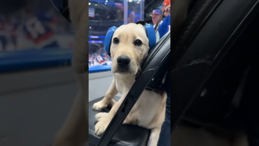 New York Islanders Puppy Marty’s First Game!