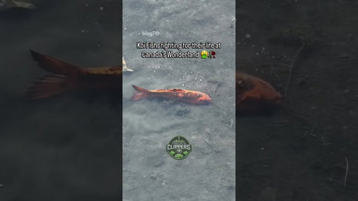 Canada's Wonderland responds to viral video of fish flopping in shallow mud 👀