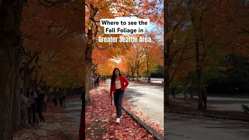 Fall leaves in the Greater Seattle area | Fall in Seattle | fall foliage #fall #seattle #pnw