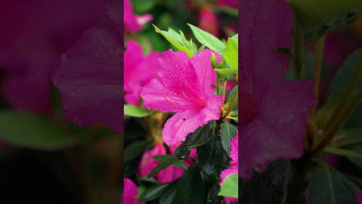 Spring has sprung in Augusta. #themasters