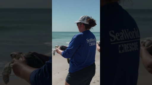 SeaWorld released 9 rehabilitated endangered green sea turtles.