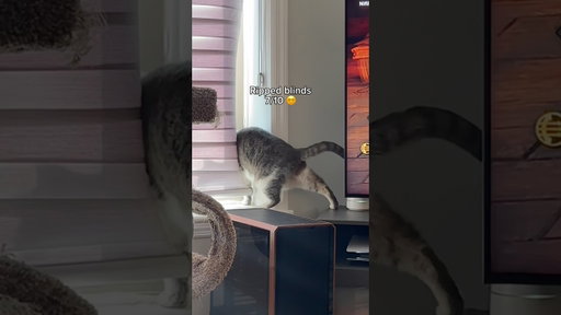 Life With 2 Cats