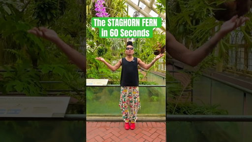 The weirdest fern you’ll ever know 🌱👀 #plantcare #plants