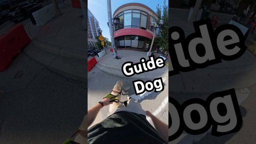 Guide Dog Avoids Barrier in the Middle of the Sidewalk! #guidedog #dog #dogs