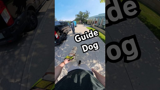 Reinforcing What Is and Isn’t An Obstacle Worth Stopping At For My Guide Dog #guidedog #dog #dogs