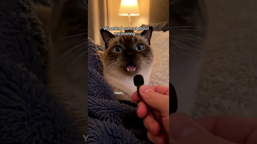 We asked our cat about my snoring…