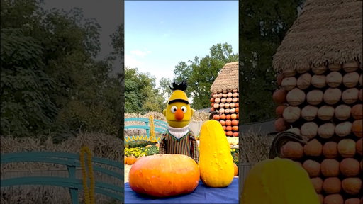Let's Go to the Pumpkin Patch!🍂🎃 #sesamestreet