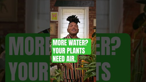 Why your plants need air as much as they need water 💧🪴 #indoorgardens #plants #houseplants