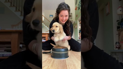 here’s this to make your day better 🥺💕🐶 #goldenretrieverlife #goldenretrieverpuppy #puppy #dog