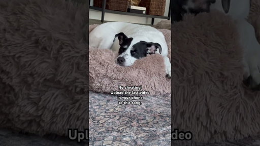 Is your last video of your dog, too? 😂🐶 #dogshorts #dogs #pitbullmix #rescuedog #doglove