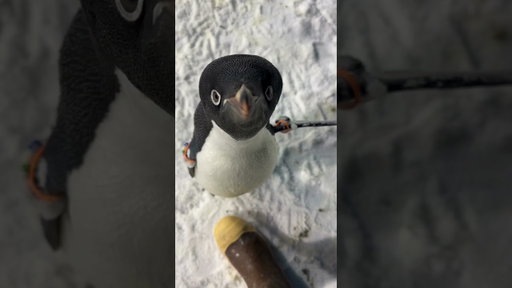 Super cute penguin interaction!📍- SeaWorld San Diego