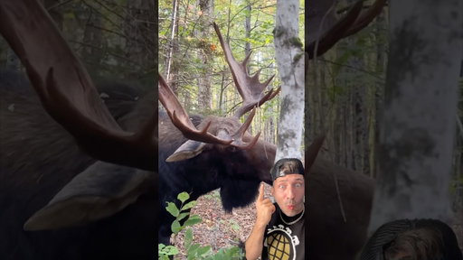 The Moose is TERRIFYING