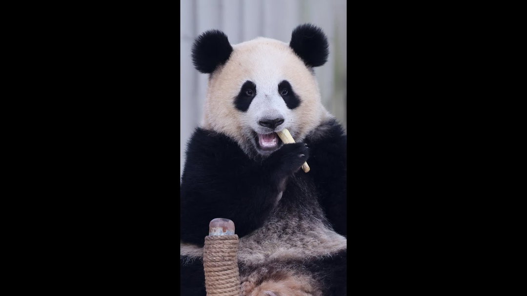 Giant pandas leave China for 10-year stay at Zoo Atlanta