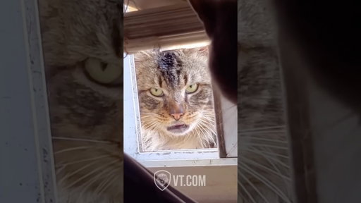 This Cat Chose Violence 😂🐱