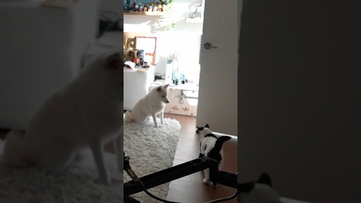 Mika Is A Wild Pokémon 😂