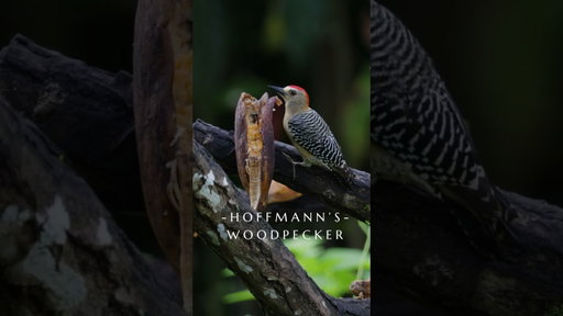 Meet the Hoffmann's Woodpecker, Costa Rica