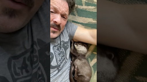 What’s better than napping with an otter? Napping with otters.