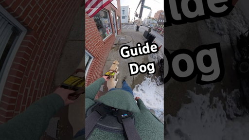 Guide Dog Chooses To Identify A Ramp Instead Of Snow! #guidedog #dog #dogs