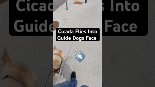 Guide Dog Gets Hit in the Face By A Cicada #guidedog #dog #dogs