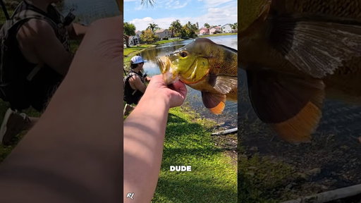 Using CANDY to catch PEACOCK BASS w/ @VinceFishing  #shorts #fishing #peacockbass #florida #viral