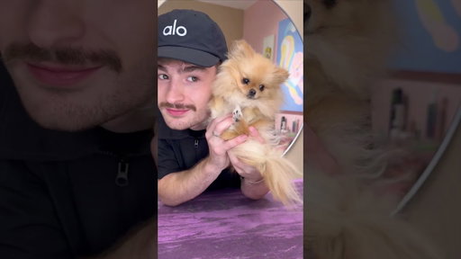 A comPOMlation of Pomeranians!