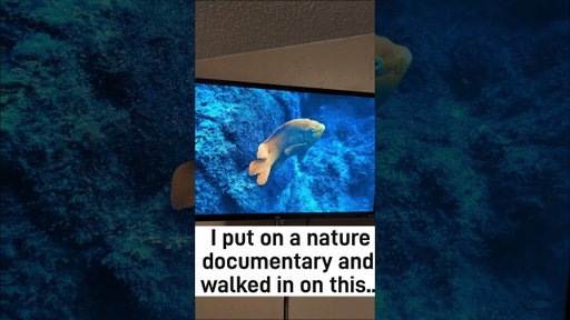 I put on a nature documentary I couldn't believe this line