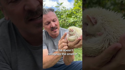 Cute hedgehog!