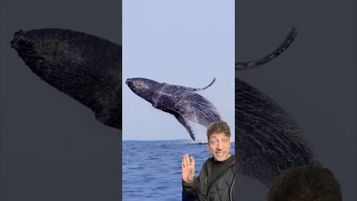The Humpback Whale is a MENACE