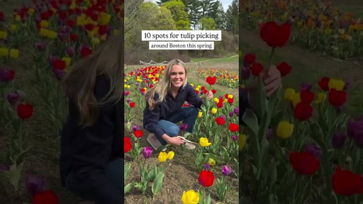 save and send to a friend for April tulip season! 🌷Felix’s Farm - Ipswich, MA felixsfamilyfarm