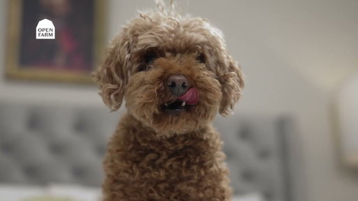 Open Farm's Best Collection Of Dog Kibble
