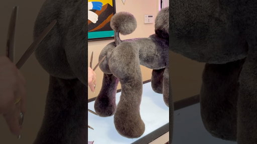 What happened to my dog…