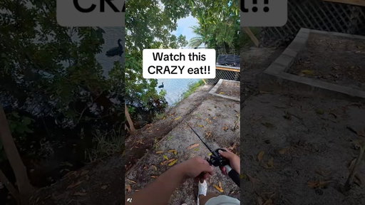 CRAZY BLOWUP RIGHT AT MY FEET!! #shorts #fishing #snakehead #viral #florida
