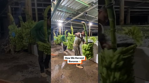 How We Harvest Bananas 🍌 #bananas #foodfacts #farmtotable